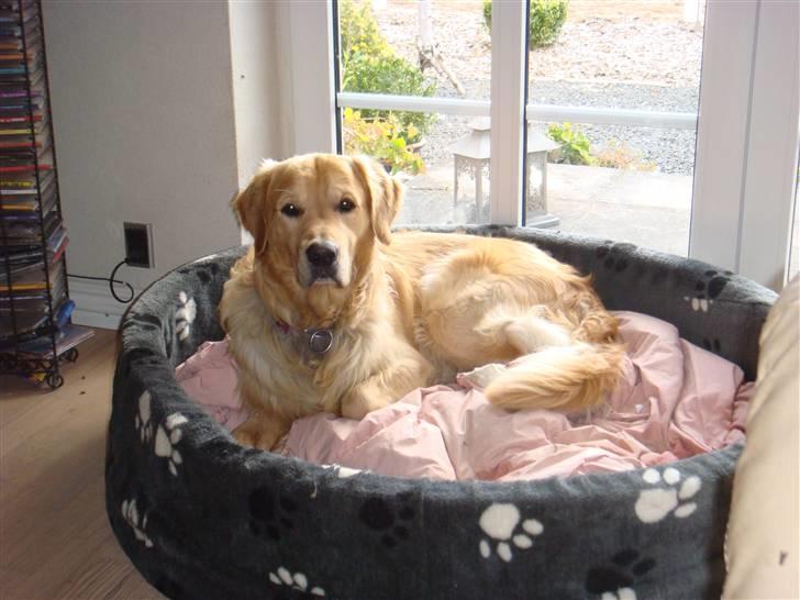 Golden retriever Bacardi billede 1