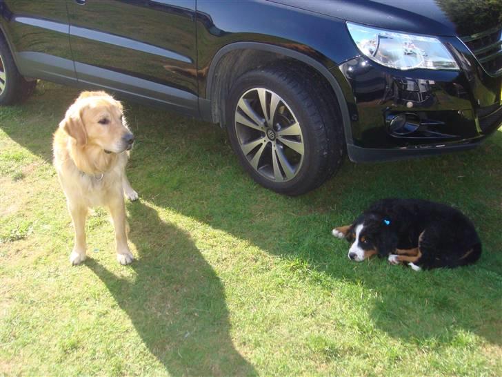 Golden retriever Bacardi billede 2