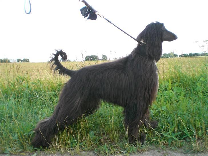 Afghansk mynde Voltaire billede 1