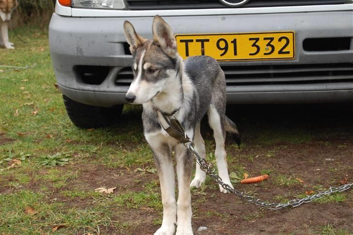 Siberian husky apissorq hansa of edwin - Daldorf 2009  billede 6