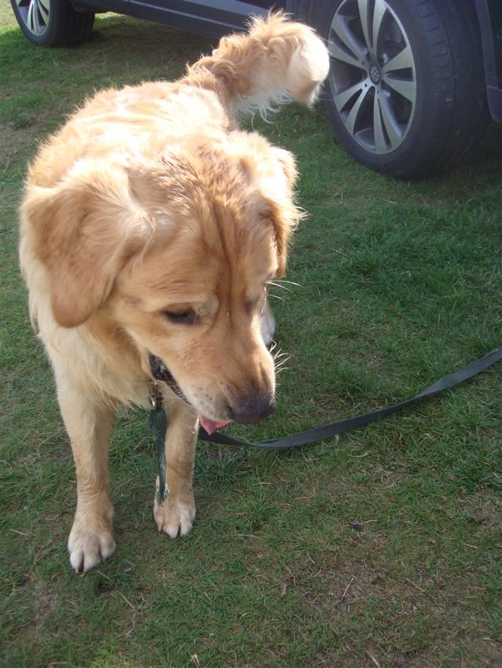 Golden retriever Bacardi billede 3