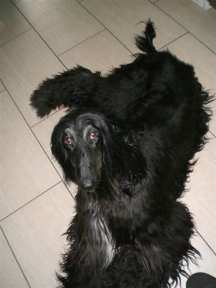 Afghansk mynde Voltaire billede 2