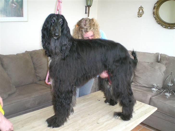 Afghansk mynde Voltaire billede 3