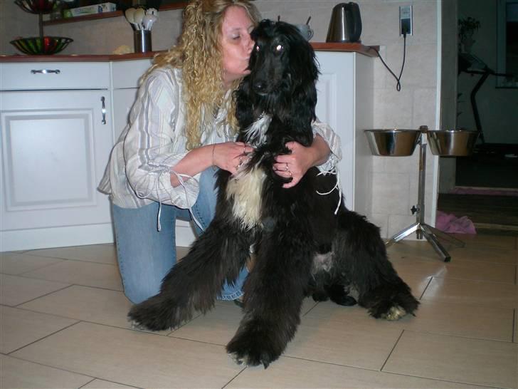 Afghansk mynde Voltaire - sidder med min nye mor og hun skal bare kysse mig heele tiden... billede 4