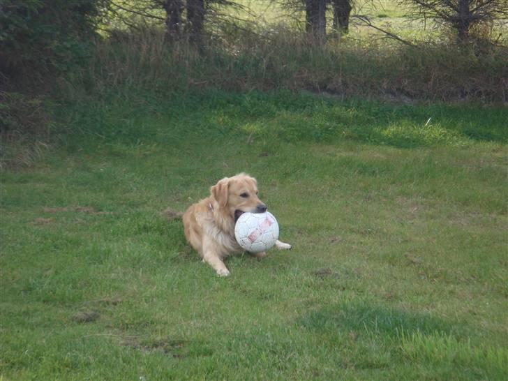 Golden retriever Bacardi billede 4