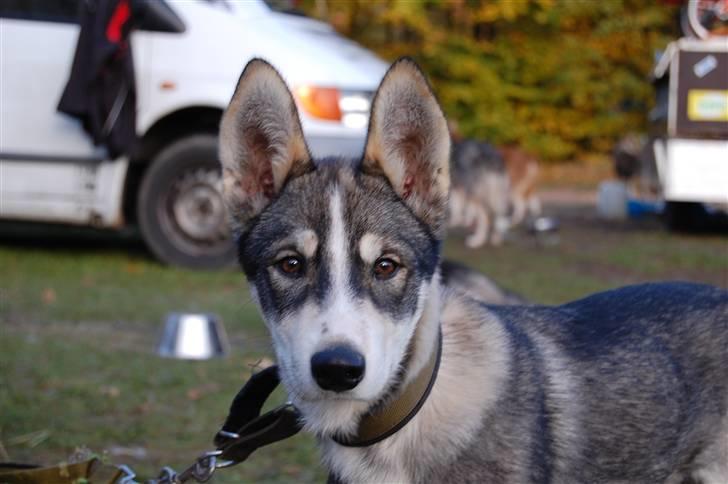 Siberian husky apissorq hansa of edwin billede 8