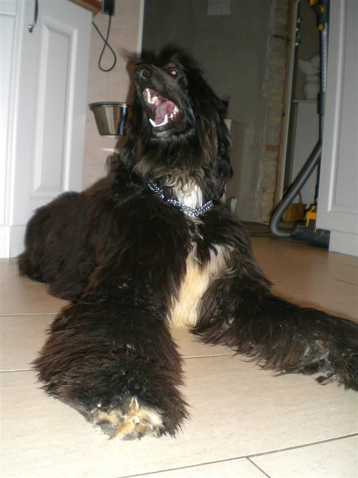 Afghansk mynde Voltaire billede 5