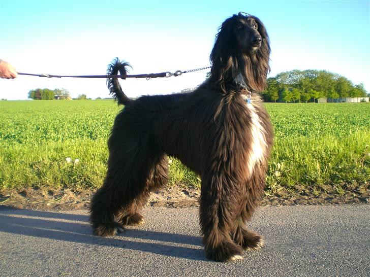 Afghansk mynde Voltaire billede 6