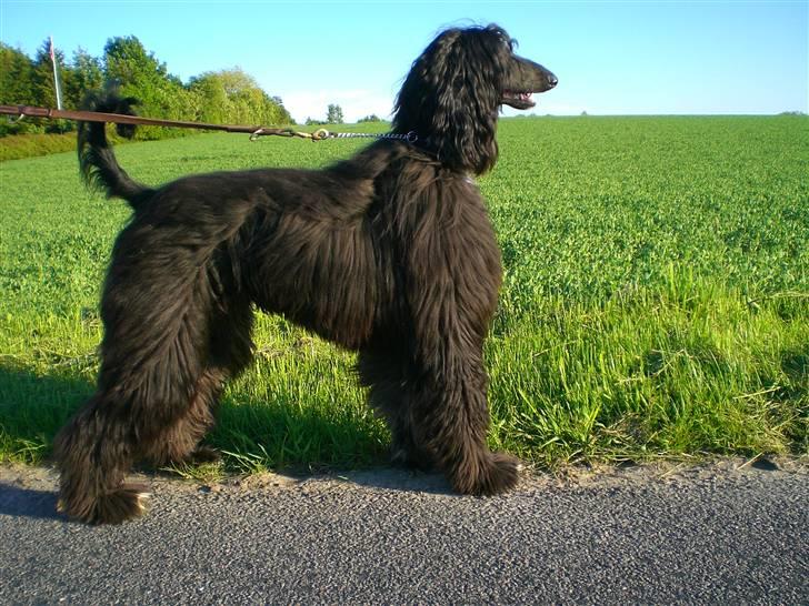 Afghansk mynde Voltaire billede 7