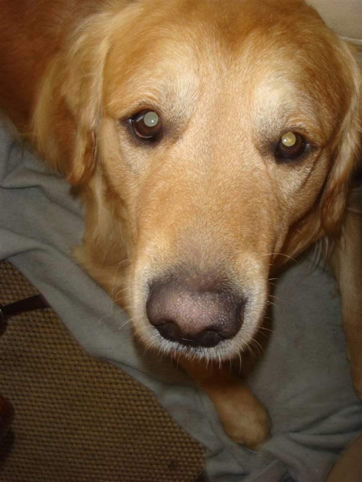 Golden retriever Bacardi billede 5