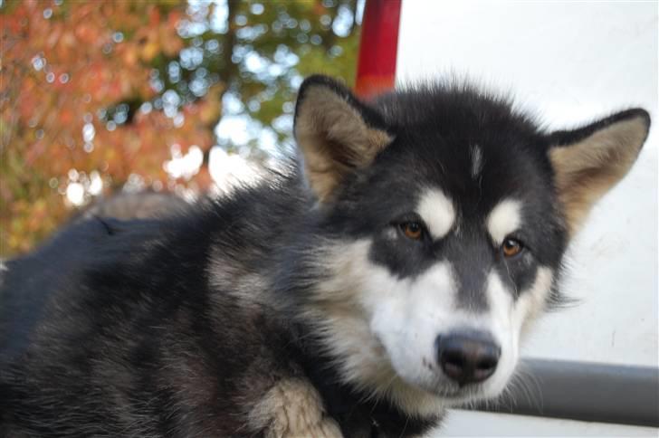 Alaskan malamute Achililleus - 8½ mdr gammel og en stor dreng nu billede 19