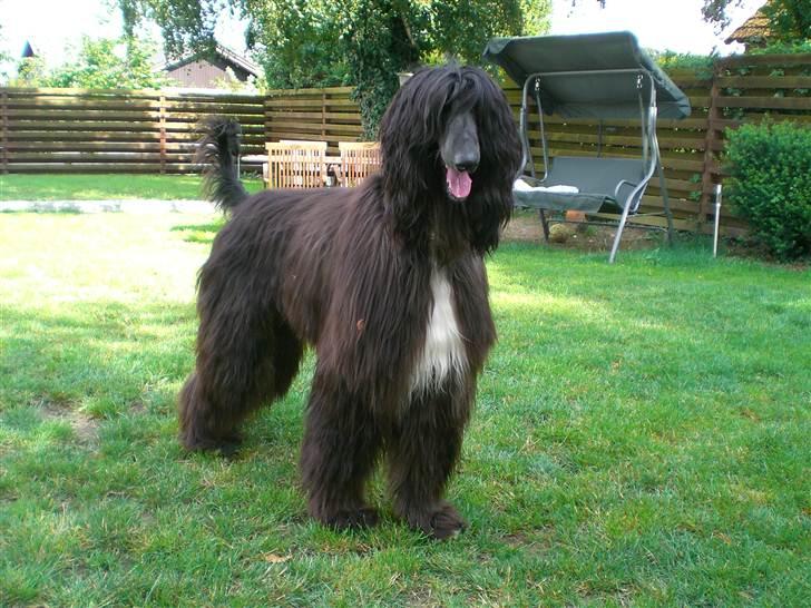 Afghansk mynde Voltaire billede 8