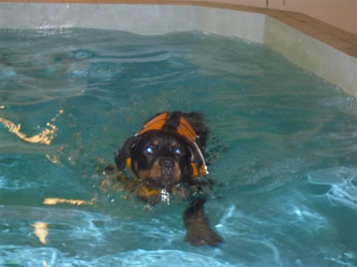 Rottweiler Bjørn Junior - Men da han først kom i vandet, svømmede han rigtig flot :-) billede 3