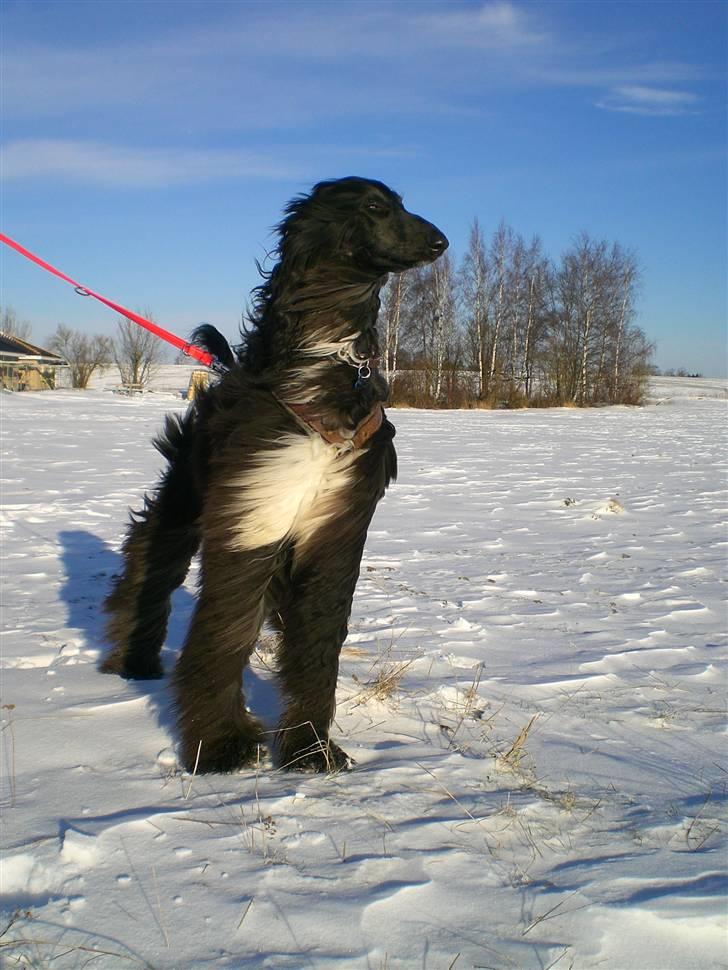 Afghansk mynde Voltaire billede 9