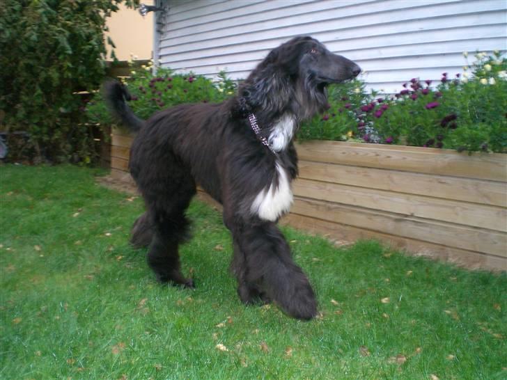 Afghansk mynde Voltaire billede 10