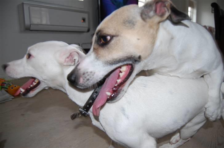 Jack russell terrier Fenja billede 6