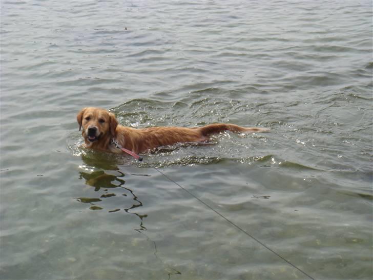 Golden retriever Bacardi billede 6