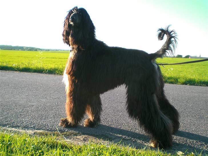 Afghansk mynde Voltaire billede 11