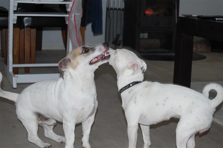 Jack russell terrier Fenja billede 7