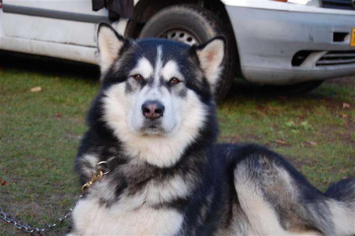 Alaskan malamute Cato billede 8
