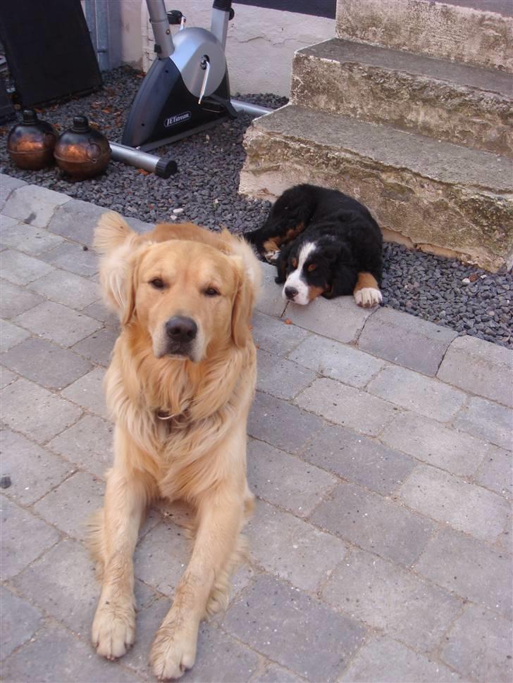 Golden retriever Bacardi billede 7