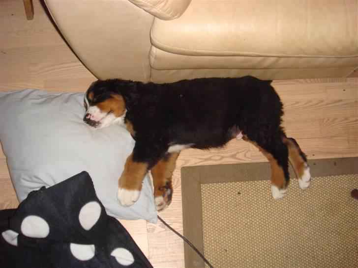 Berner sennenhund Buster (Futte) billede 7