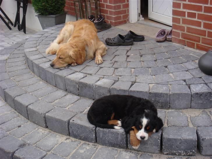 Berner sennenhund Buster (Futte) billede 8