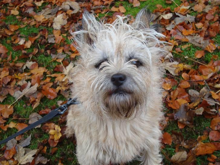 Cairn terrier Nala billede 9
