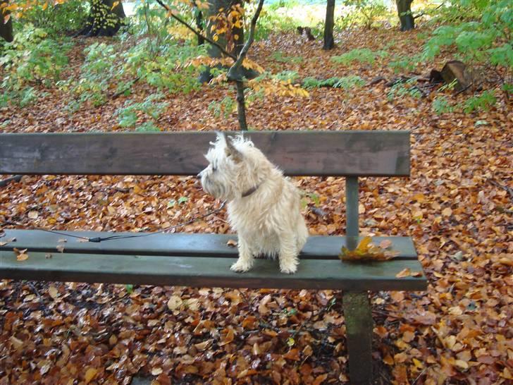 Cairn terrier Nala billede 10