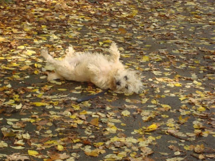 Cairn terrier Nala billede 11