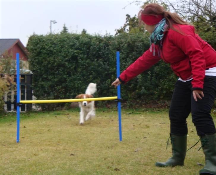Kooikerhondje Vitovanis Bernardo De Bel Tar billede 17