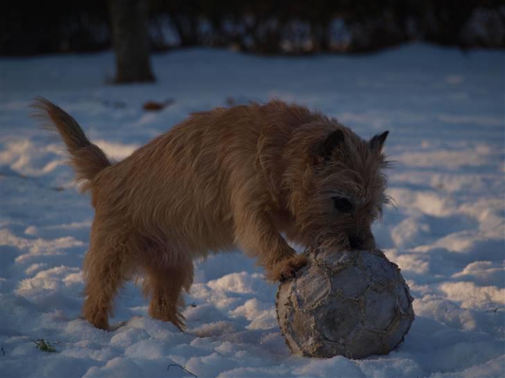 Cairn terrier Nala billede 12