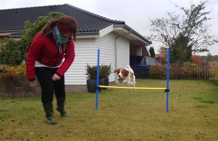 Kooikerhondje Vitovanis Bernardo De Bel Tar billede 18