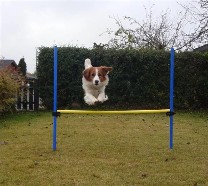 Kooikerhondje Vitovanis Bernardo De Bel Tar billede 19