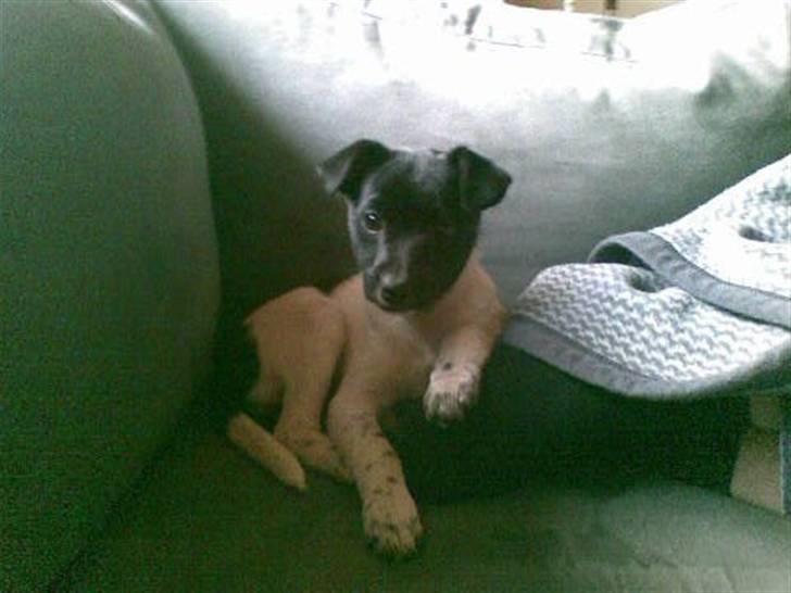 Dansk svensk gaardhund Bella billede 6