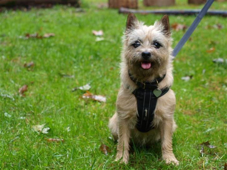 Cairn terrier Nala - Kæk ;) billede 13