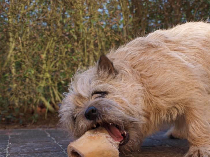 Cairn terrier Nala billede 14