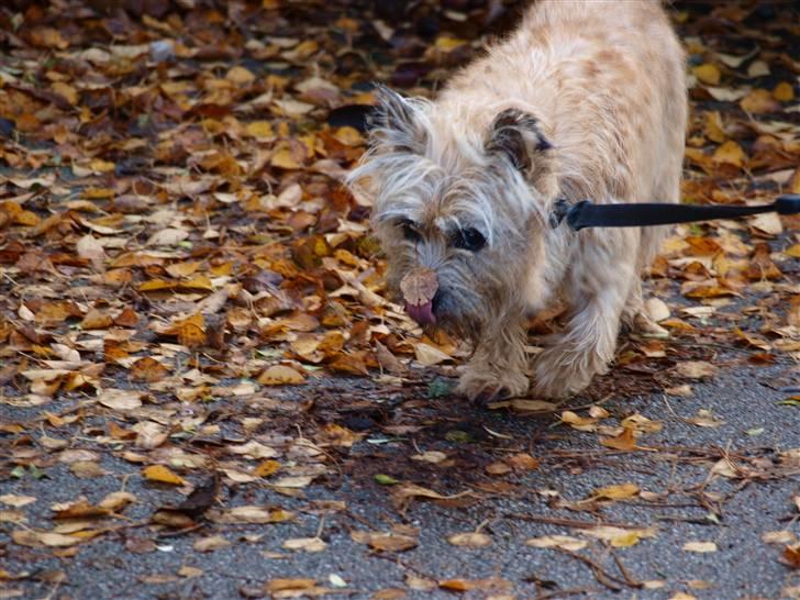Cairn terrier Nala billede 15
