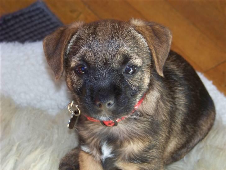 Border terrier Thilde billede 1
