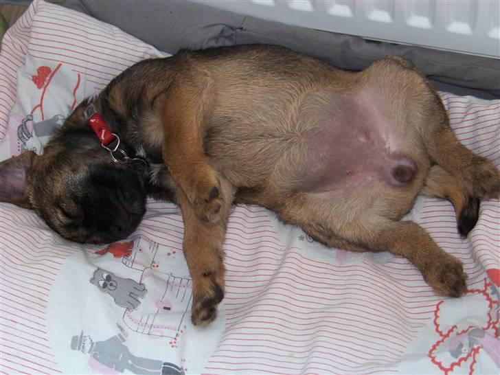 Border terrier Thilde billede 2