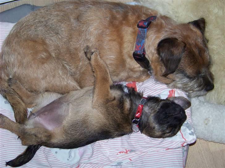 Border terrier Thilde - her er min ven pele og jeg billede 3