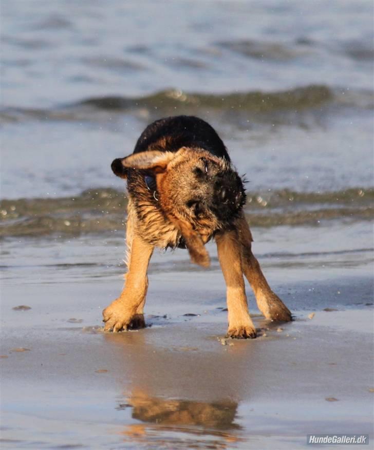 Border terrier Thilde - foto: CNN amatørfotograf billede 4
