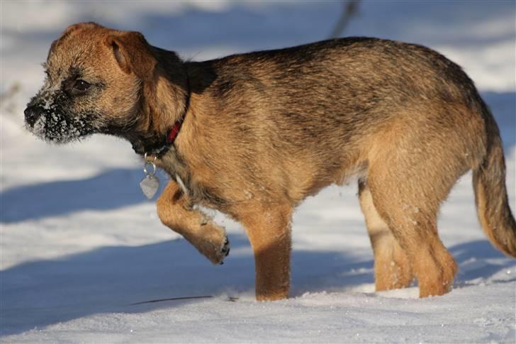 Border terrier Thilde - Sne er da bare fantastisk billede 5