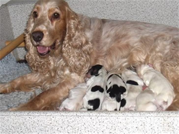 Cocker spaniel Queenie (kaldenavn) - Her ses Tilde med hele sit kuld med 7 hvalpe,hvor Queenie var den ene af dem. billede 2