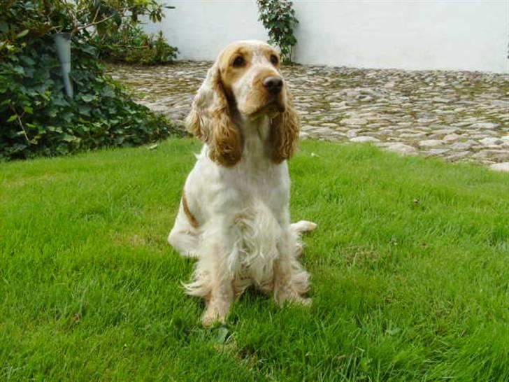 Cocker spaniel Queenie (kaldenavn) - Voksen og følsom - OG meget opmærksom... billede 4