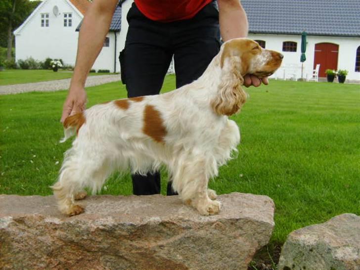 Cocker spaniel Queenie (kaldenavn) - Queenie poserer gerne for fotografen.Her øver sig til udstilling :-) billede 5