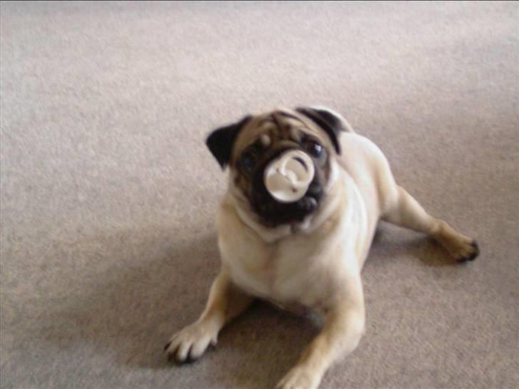 Mops Tyson - Ja, jeg elsker min sut. billede 1