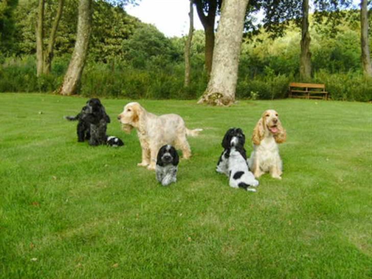 Cocker spaniel Queenie (kaldenavn) - Queenie er fantastisk til være legetante for både Tildes og Chica hvalpe billede 6