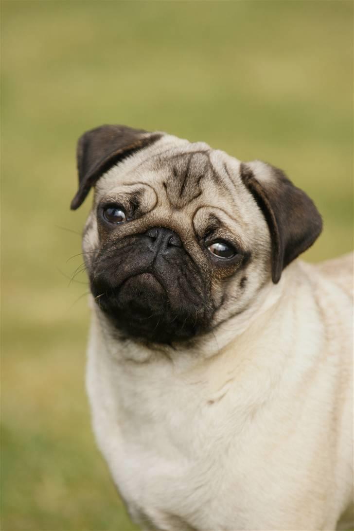 Mops Tyson - Ved det godt piger, i skriver bare jeres mobilnr, i hører nærmere:) billede 3