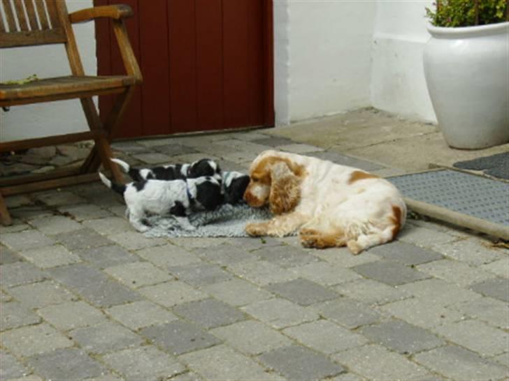 Cocker spaniel Queenie (kaldenavn) - Queenie kan næsten ikke vente til den små hvalpe er store nok til leg. billede 7